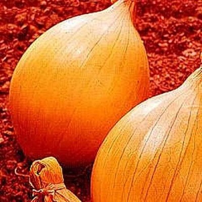 Qualtivate HUA-6A Ailsa Craig Exhibition Onion Seeds Seed(500 per packet)