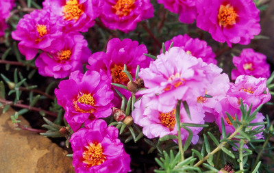 Aywal Portulaca (Mixed), 10 O Clock Seed(80 per packet)