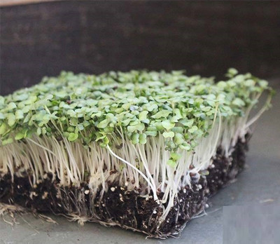 CYBEXIS TURNIP PURPLE TOP MICROGREEN SEEDS800 Seeds Seed(800 per packet)