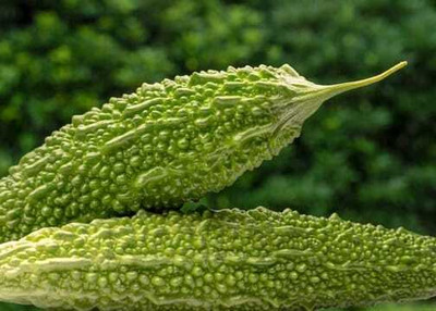 Paudhaa F1 BEST QUALITY BITTER GOURD SEEDS Seed(15 per packet)