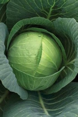 Aywal Cabbage round green (बंधा गोभी के बीज) Seed(150 per packet)