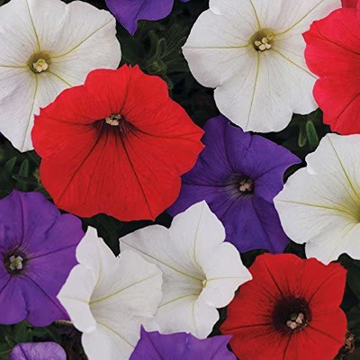 VibeX HUA-82 - Shock Wave Volt Mix Petunia - (60 Seeds) Seed(60 per packet)