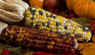 Qualtivate XLL-690 Carousel Ornamental Corn Seeds Seed(500 per packet)