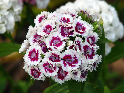 Lorvox sweet William- Herald of Spring Seed(10 per packet)