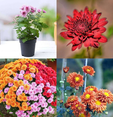 ibains Chrysanthemum flower seeds for garden beez 33 Seed(33 per packet)
