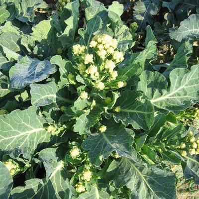 CYBEXIS Broccoli - Sprouting Burbank Seeds2000 Seeds Seed(2000 per packet)