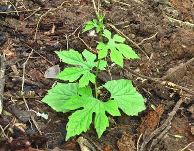 CRGO KARELA , BITTERGOURD Seed(15 per packet)