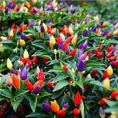 TRICONE Ornamental Vegetables Seeds Chilli Non Gmo Hybrid Mirch 40 Seeds V19 Seed(40 per packet)