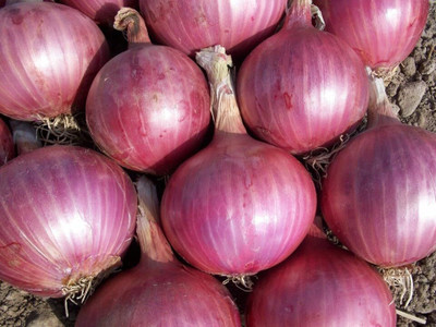 Biosnyg Organic Red Burgundy Onion Seeds For Planting-(3000 Seeds) Seed(3000 per packet)