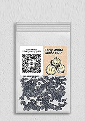 WILLVINE Non-GMO F1 HybridEarly White Grano PRR Onion-1250 Seeds Seed(1250 per packet)