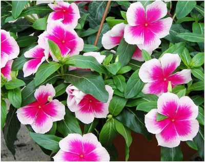 ibains Vinca flower seed Seed(18 per packet)