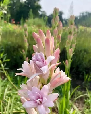 wequality Tuberose flower plant bulbs/Rajanigandha flower seeds Seed(8 per packet)