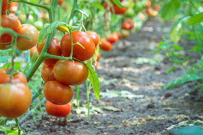 Unicosa Ayurveda tomato Seed(30 per packet)