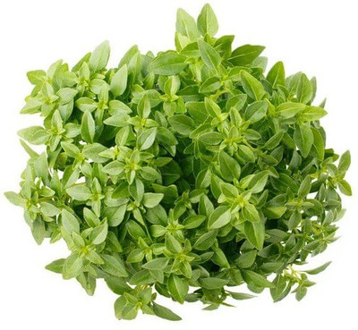 CYBEXIS BASIL GREEN MICROGREEN SEEDS2000 Seeds Seed(2000 per packet)
