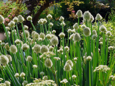 WILLVINE LXI-603 Welsh Bunching Onion Green-1500 Seeds Seed(1500 per packet)
