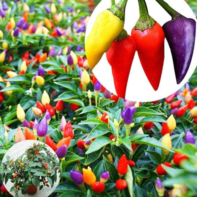 CYBEXIS Multicolor Chilli Pepper Seeds 2400 Seeds Seed(2400 per packet)