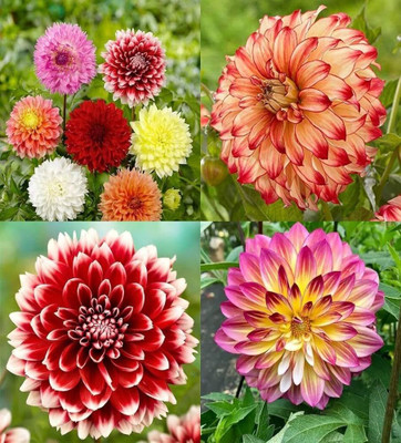 LIFELEX Dahlia Premium Quality Flower Seed(19 per packet)