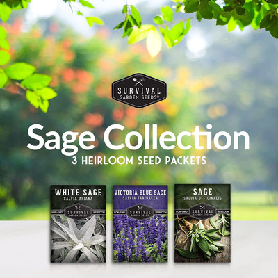 CYBEXIS LX-81 - White SageCulinary SageBlue Sage - (150 Seeds) Seed(150 per packet)