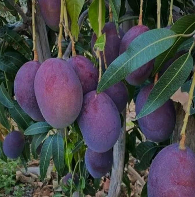 SHYAM Black Mango Plant. Seed(1 per packet)