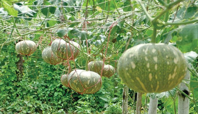 AMAJIT Hybrid Pumpkin Vegetable Seeds Seed(15 per packet)