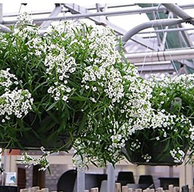 Aywal Alyssum Red Flower Seed(20 per packet)