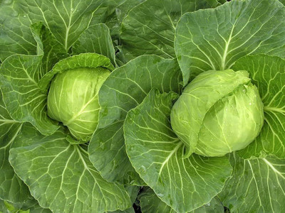 AMAJIT Hybride F1 Cabbage Plant Seeds, Gobhee ka beej, Badhakopi Seed Seed(95 per packet)