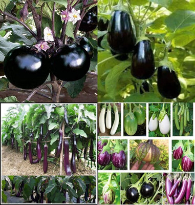ibains Brinjal seed bij 68 Seed(68 per packet)