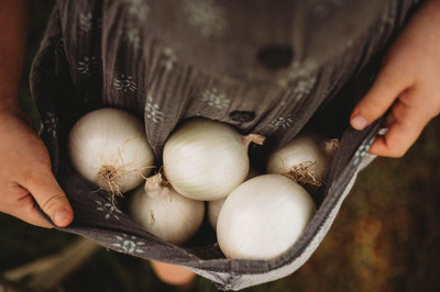 Biosnyg Non GMO White Sweet Spanish Onion Seeds for Home Gardening-(750 Seeds) Seed(750 per packet)