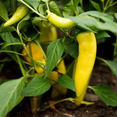 KNESSiN Hungarian Yellow Wax Pepper Seeds For Kitchen Gardening-(2400 Seeds) Seed(2400 per packet)