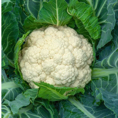 the green dotcom cauliflower seeds fo home garden Seed(10 per packet)