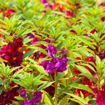 VibeX XLR-91 - Balsam Flower Mix Flower Perennial - (90 Seeds) Seed(90 per packet)