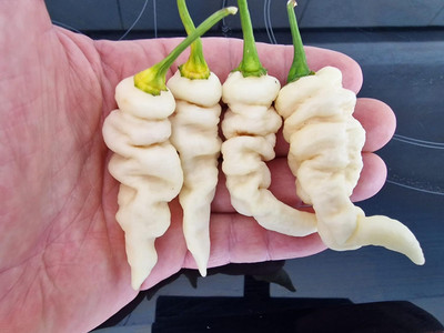 Biosnyg Hybrid Faddas White Chilli Vegetable Seeds For Planting-(400 Seeds) Seed(400 per packet)