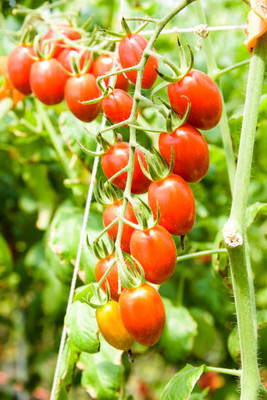 Pivotal Life tomato Seed(130 per packet)