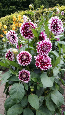 seedagro Dahlia Double Figaro Mix Seed(150 per packet)