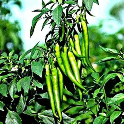 LIFELEX Hybrid Chilli Pepper High Yield Green Seed(85 per packet)