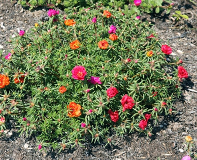XOLDA Exotic portulaca Seed(29 per packet)