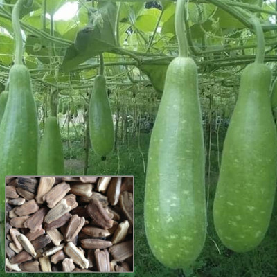 BDSresolve Extra long bottle gourd seeds Seed(25 per packet)