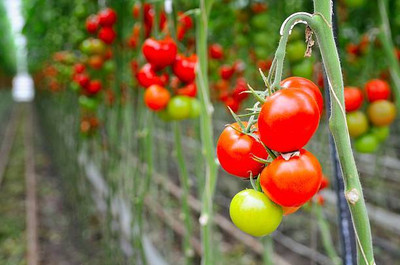 SS ONLINE tomato Seed(135 per packet)