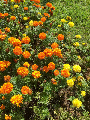 Azimut Yachts marigold/gende ka phool flower seeds Seed(75 per packet)