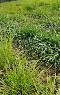 XOLDA Grass High Yeild Seed(100 per packet)