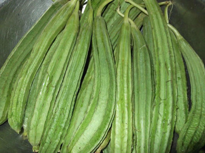 KANAYA Dhari Tori Seed(20 per packet)
