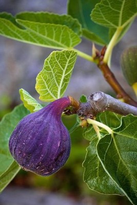 CARIBBEAN IMPORTED HYBRID FIG ANJEER FRUIT Seed(10 per packet)