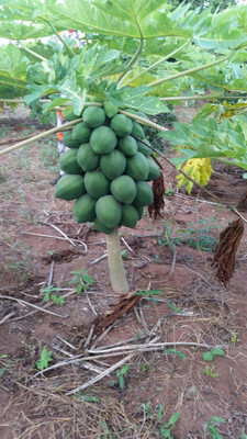 ActrovaX Dwarf Papaya Fruit Seed [100 Seeds] Seed(100 per packet)