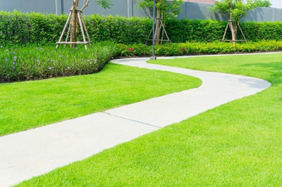 BDSresolve American grass seeds for lawn PACK OF 3009 Seed(7500 per packet)