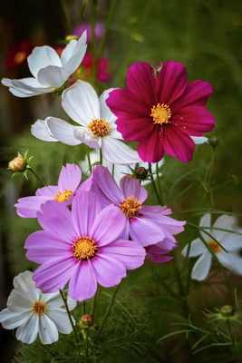 Dasstore Cosmos multiple colour flower seeds pack of 20 Seed(20 per packet)