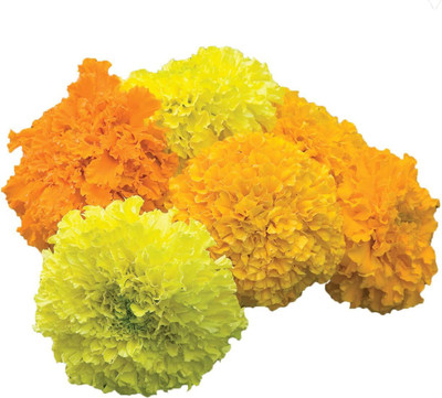 VibeX ® XLR-375 Climax Mixed Colors Marigold Seed(500 per packet)