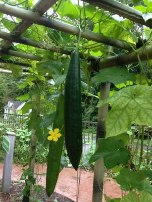 Quentova Organic Luffa/Ridge Gourd Seeds-KTK-9J Seed(75 per packet)