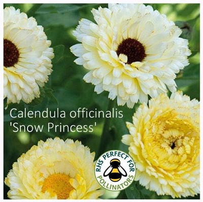 CRGO CALENDULA Seed(100 per packet)