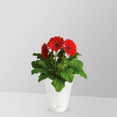 Mozette Exotic daisy red Seed(40 per packet)