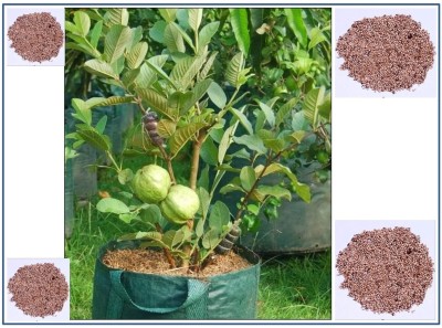 ActrovaX Giant Guava Fruit - Dwarf Plant Fruit [5gm Seeds] Seed(5 g)